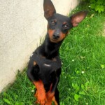 chien32