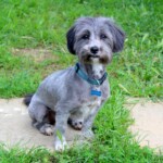 chien22
