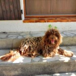 chien16