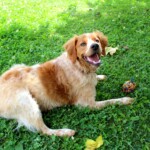 chien38