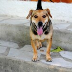 chien33