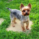 chien28