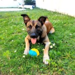 chien24