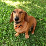 chien14