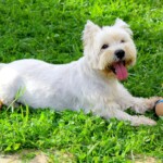 chien27