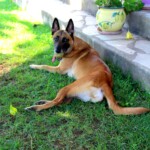 chien36