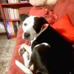 chien20
