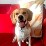 chien21