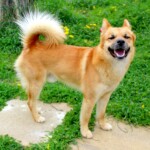 chien34