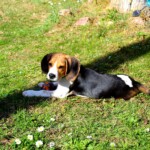 chien40