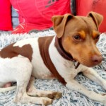 chien19