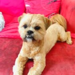 chien18