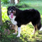 chien30