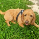chien31