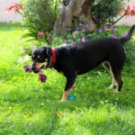 chien41
