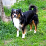 chien37