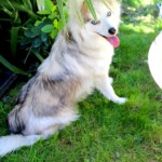 chien29