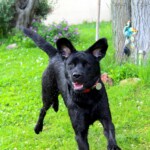 chien39
