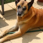 chien15