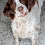 chien26