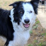 chien25