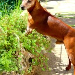 chien23