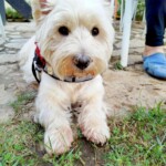 chien10