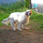 chien9