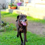 chien11