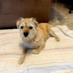 chien3