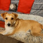 chien12