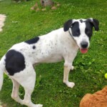 chien1
