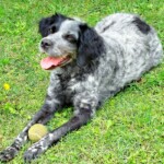 chien7