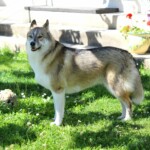 chien4