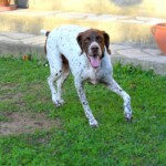 chien2